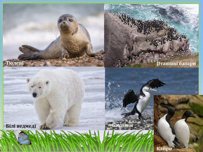 ТюленіБілі ведмедіПташині базари Баклани. Кайри