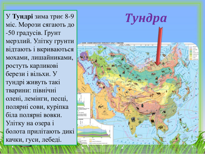 Тундра. У Тундрі зима триє 8-9 міс. Морози сягають до -50 градусів. Ґрунт мерзлий. Улітку грунти відтають і вкриваються мохами, лишайниками, ростуть карликові берези і вільхи. У тундрі живуть такі тварини: північні олені, лемінги, песці, полярні сови, куріпка біла полярні вовки. Улітку на озера і болота прилітають дикі качки, гуси, лебеді. 