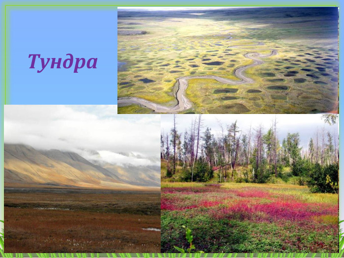 Тундра