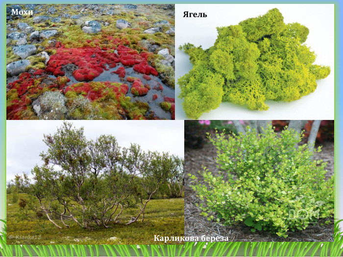 Мохи. Ягель. Карликова береза