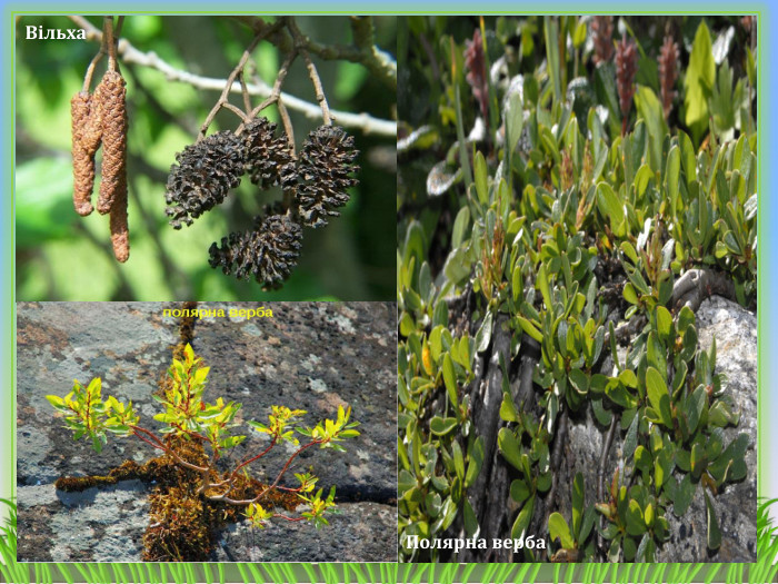 Вільха. Полярна верба