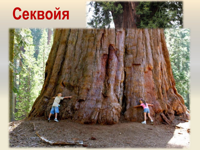 Секвойя