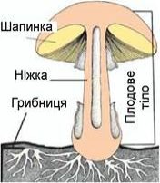 https://history.vn.ua/pidruchniki/korshevnuk-natural-science-5-class-2018/korshevnuk-natural-science-5-class-2018.files/image137.jpg