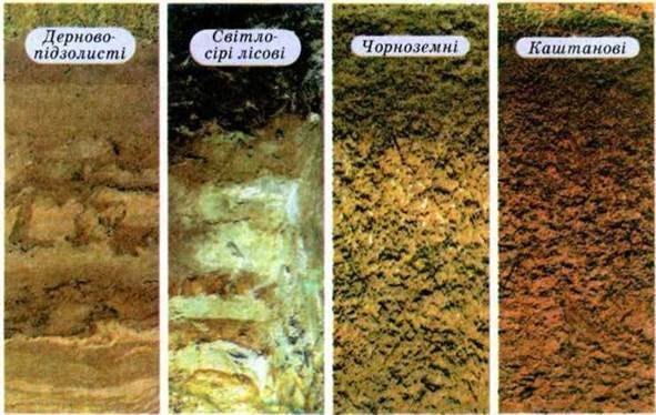 Основні типи грунтів. Земельні ресурси України | Географія