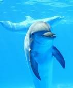 дельфин.jpg