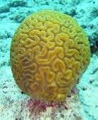 корал мозковик.jpg
