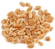 https://sc01.alicdn.com/kf/UTB8lcFqIXfFXKJk43Otq6xIPFXaN/Quality-milling-wheat-grains.jpg
