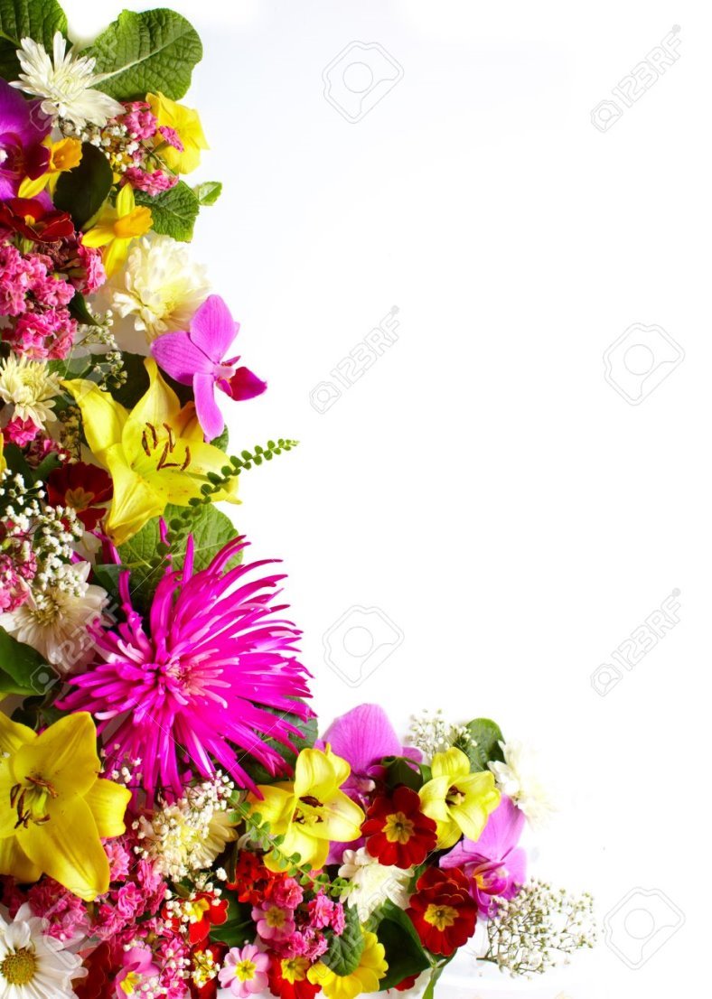 C:\Users\User\Desktop\Нова папка\19139998-floral-greeting-card-with-beautiful-flowers.jpg