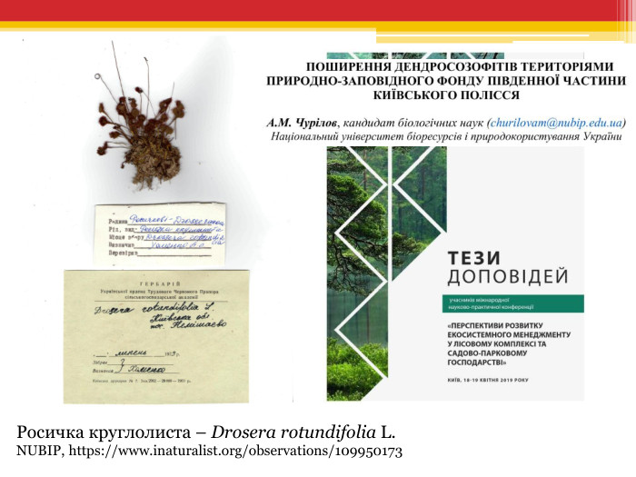 Росичка круглолиста – Drosera rotundifolia L. NUBIP, https://www.inaturalist.org/observations/109950173