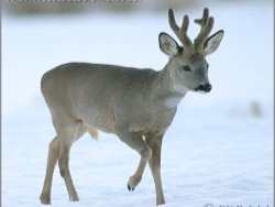 http://www.naturephoto-cz.com/photos/others/roe-deer-7471.jpg