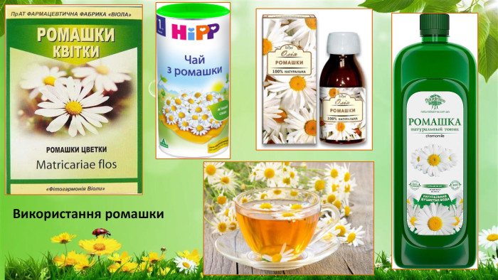 Використання ромашки