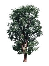 http://dasha46.narod.ru/Encyclopedic_Knowledge/Biology/Plants/Trees/Acer_griseum_Paperbark_Maple.jpg