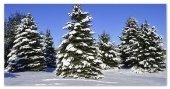Картинки по запросу елки зимой