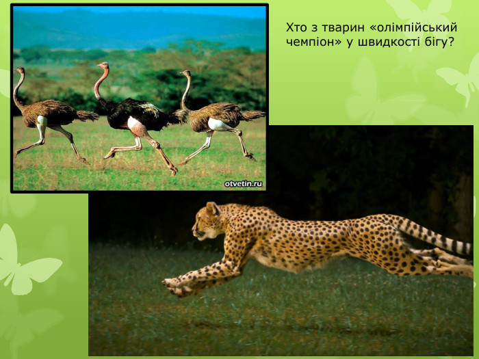 Хто з тварин «олімпійський чемпіон» у швидкості бігу?