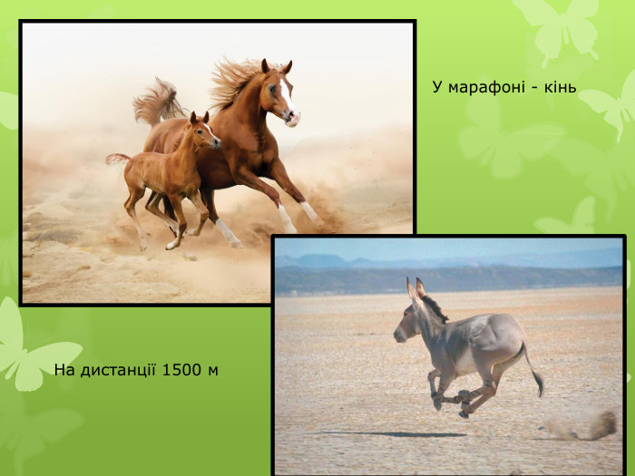 У марафоні - кінь. На дистанції 1500 м