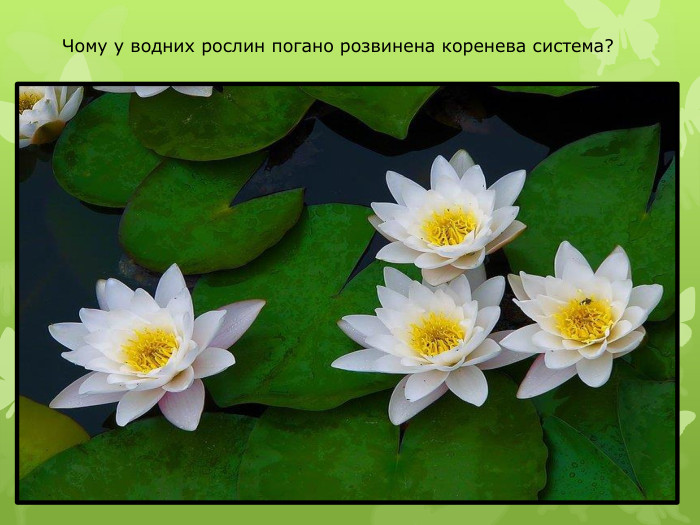 Чому у водних рослин погано розвинена коренева система?