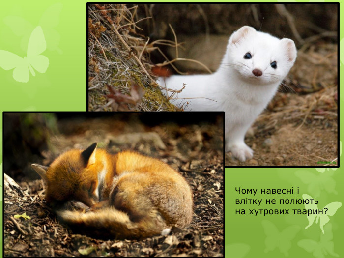 Чому навесні і влітку не полюють на хутрових тварин?