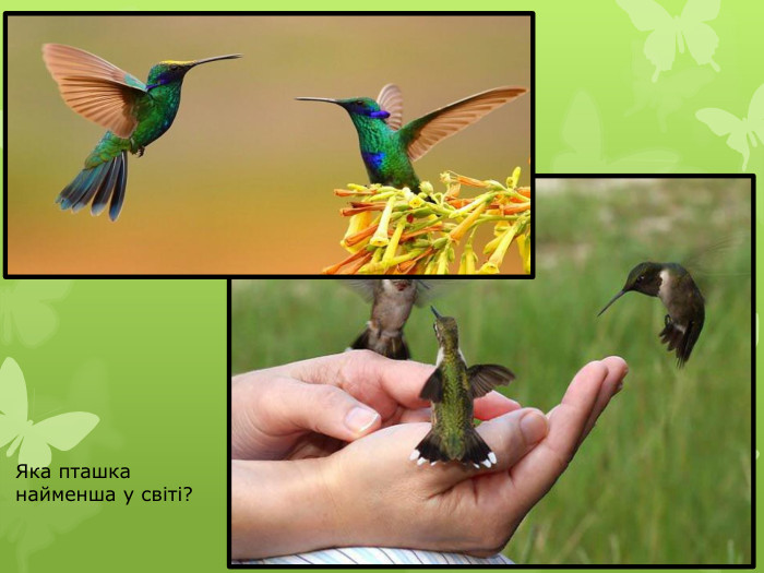 Яка пташка найменша у світі?