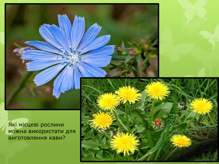 Які місцеві рослини можна використати для виготовлення кави?