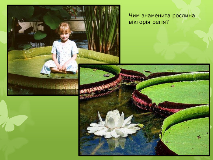 Чим знаменита рослина вікторія регія?
