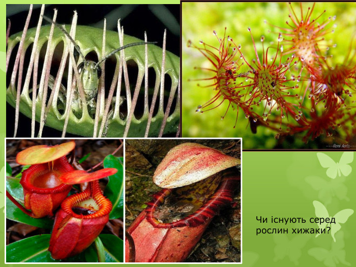 Чи існують серед рослин хижаки?