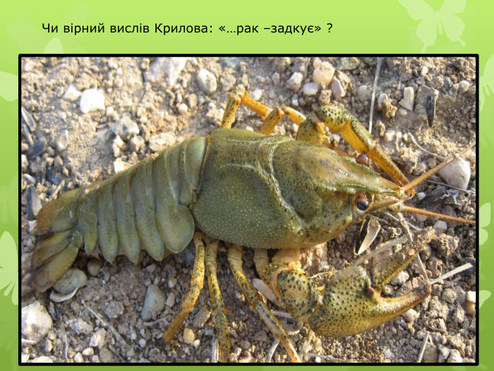 Чи вірний вислів Крилова: «…рак –задкує» ?