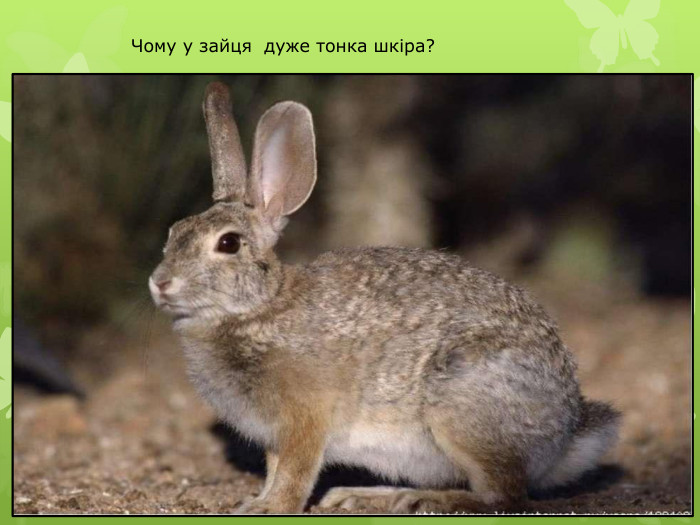 Чому у зайця дуже тонка шкіра?