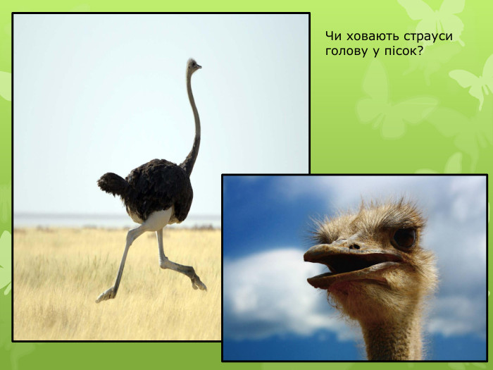 Чи ховають страуси голову у пісок?
