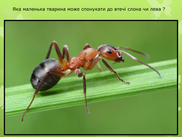 Яка маленька тварина може спонукати до втечі слона чи лева ?