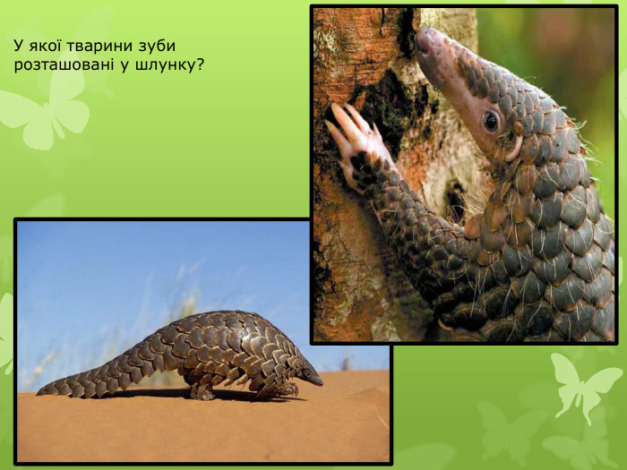 У якої тварини зуби розташовані у шлунку?