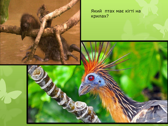 Який птах має кігті на крилах?