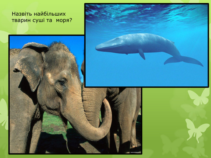 Назвіть найбільших тварин суші та моря?
