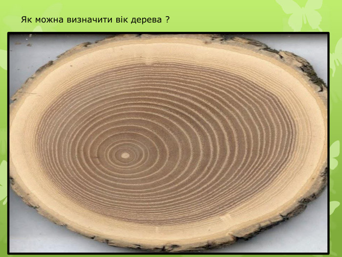 Як можна визначити вік дерева ? 