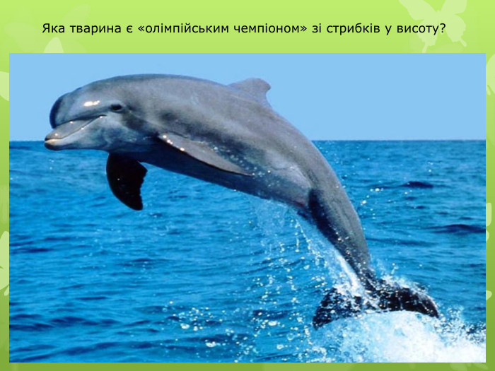 Яка тварина є «олімпійським чемпіоном» зі стрибків у висоту?