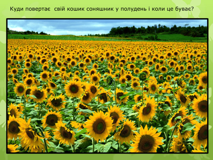 Куди повертає свій кошик соняшник у полудень і коли це буває?