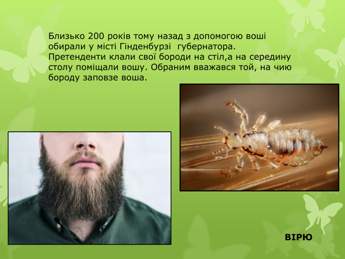 Близько 200 років тому назад з допомогою воші обирали у місті Гінденбурзі губернатора. Претенденти клали свої бороди на стіл,а на середину столу поміщали вошу. Обраним вважався той, на чию бороду заповзе воша. ВІРЮ