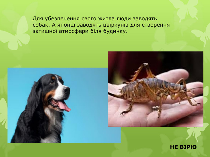 Для убезпечення свого житла люди заводять собак. А японці заводять цвіркунів для створення затишної атмосфери біля будинку. НЕ ВІРЮ