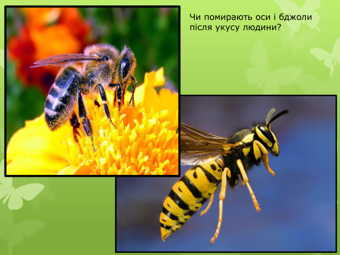 Чи помирають оси і бджоли після укусу людини?