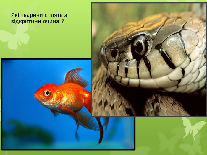 Які тварини сплять з відкритими очима ?