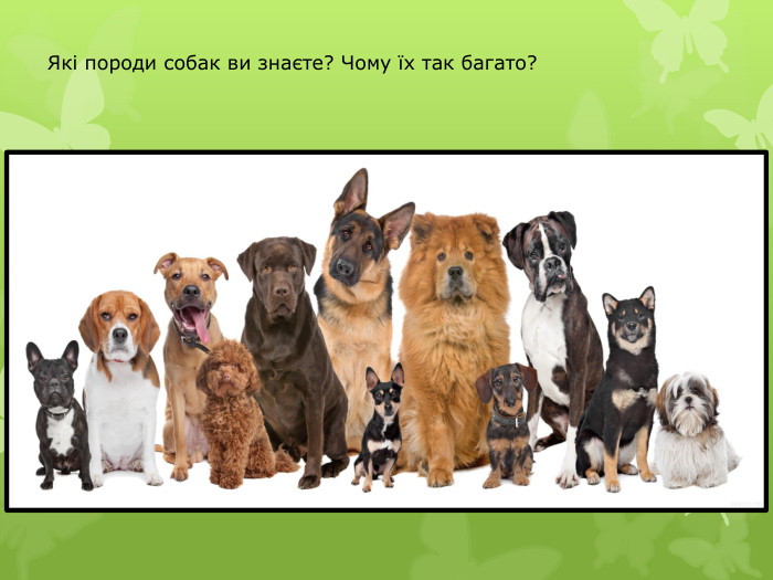 Які породи собак ви знаєте? Чому їх так багато?