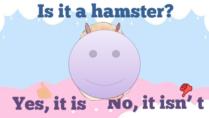 Is it a hamster?No, it isn’`t. Yes, it is