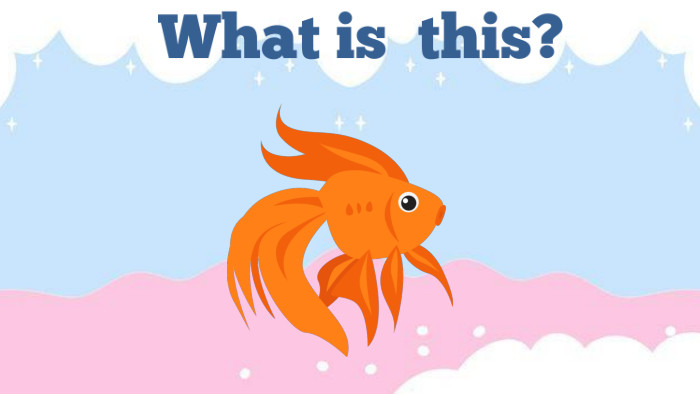 What is this?