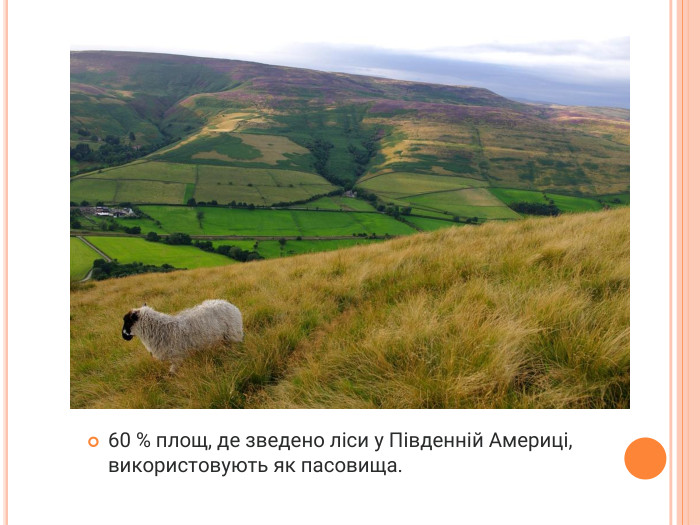 60 % площ, де зведено ліси у Південній Америці, використовують як пасовища.