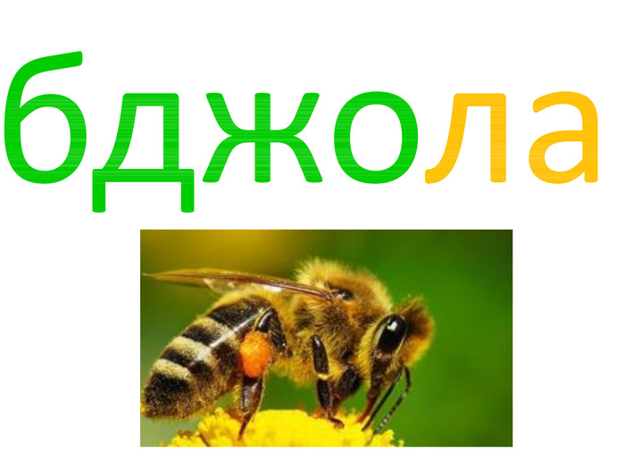 бджола 