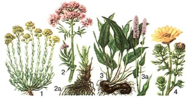 Картинки по запросу "цілющі властивості лікарських рослин"