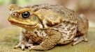 Во Флориде произошло нашествие ядовитых жаб | MANSDEN