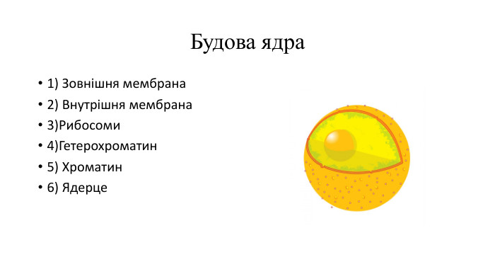Будова ядра1) Зовнішня мембрана2) Внутрішня мембрана3)Рибосоми4)Гетерохроматин5) Хроматин6) Ядерце