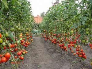 Вирощування помідорів у відкритому грунті