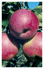 D:\Опис сортів саджанців яблуні, які пропонує СонцеСад_files\YA-6-s.gif