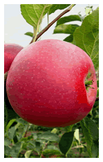 D:\Опис сортів саджанців яблуні, які пропонує СонцеСад_files\YA-7-s.gif